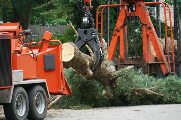 Reliable Norwood, OH Tree Removal Solutions