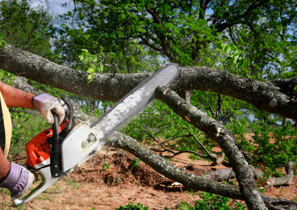 How Our Tree Care Process Works  in  Norwood, OH